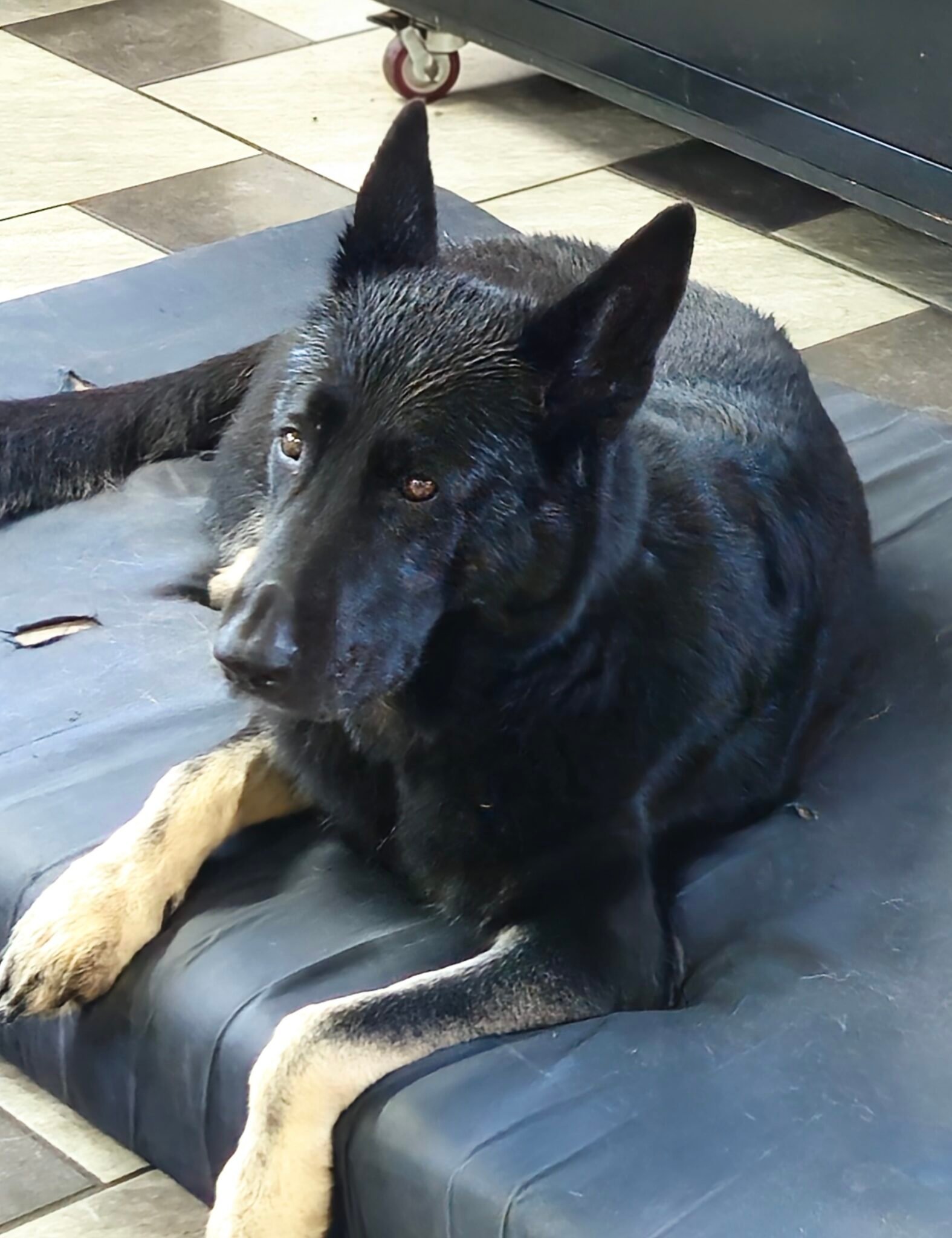 Black German Shepherd dog lying on a mat. Home pet with pointed ears and tan paws.